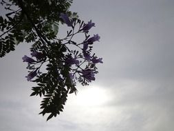 plant against a gray sky