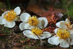 narcissus flowers