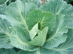organic Sprouts of green cabbage