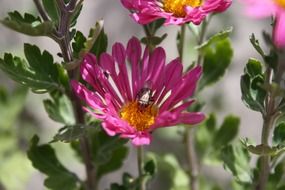 insect collects pollen from the Aster