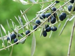 black olive tree