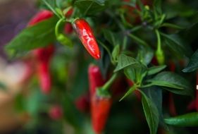 red hot pepper on a green bush