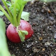 radish in the garden