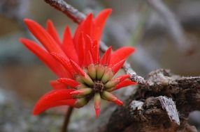 flower coral tree