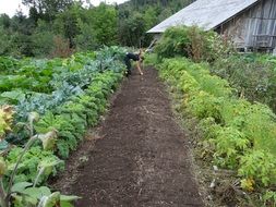vegetable garden plant ground wooden house
