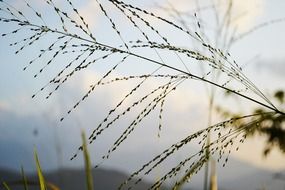 wild green plant with grains