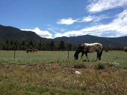 Horses are grazing on the field