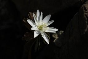 beautiful white flower on black background