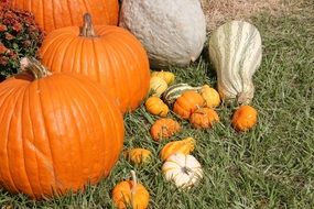 pumpkin and squash harvest