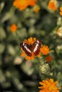 brown and white butterfly on orange flower