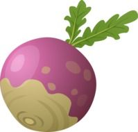beetroot drawing