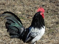 farm rooster