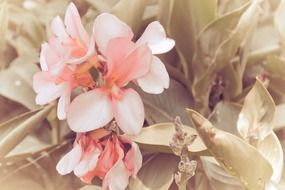 unusual pink flower