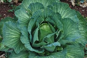 cabbage plant on a farm
