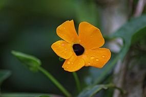 delicate orange flower