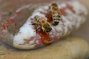 honey bees on colorful stone