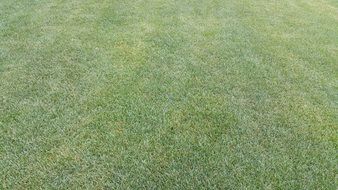 Grass in Prato