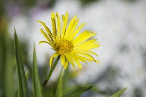 floral plant close-up on blurred background