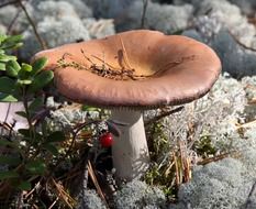 brown mushroom on silver moss in Russia