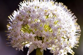 white onion flower close up