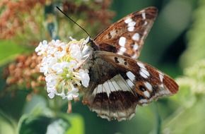 Beautiful colorful butterfly on the colorful flowers