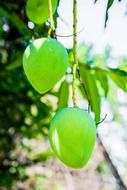 green mango fruits on branch close-up on blurred background