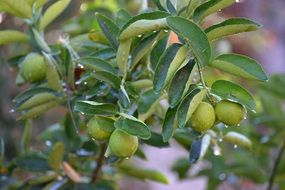 green fresh lime on branch