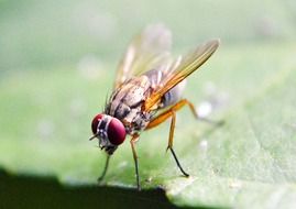 fruit fly inset