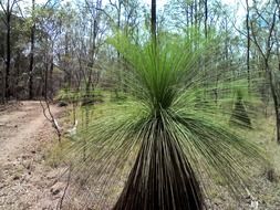 plant in Australia