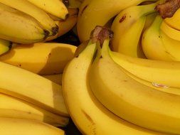 yellow bananas close-up