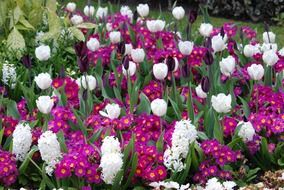 tulips and perennial flowers in the flowerbed