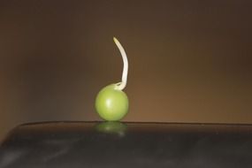 macro photo of green pea sprout