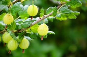 dainty gooseberry