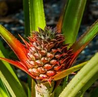 young pineapple on the stem