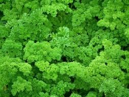 bright green curly parsley close up