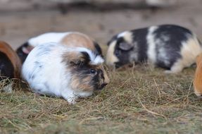 little cute guinea pig so sweet