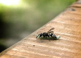 wasp eating a caterpillar