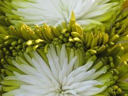 white and green flower