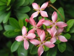 closeup picture of the pink small flowers with green leaves