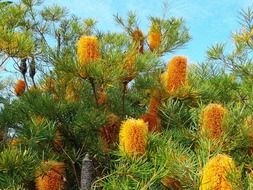 bright flower plants in australia