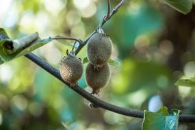 three kiwis grow on a branch