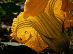 Blooming yellow bright pumpkin flower