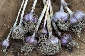 garlic tuber