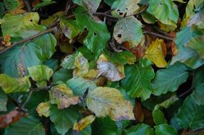 Beech plant leaves close-up