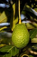 hass avocado fruit on a tree