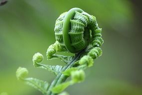 roll fern leaf