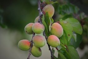 extremely delicious apricots fruit