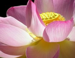 Photi of pink flower lotus