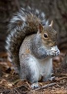 squirrel rodent