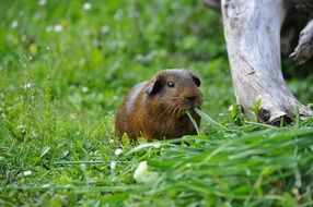 brown guinea pig on green grass